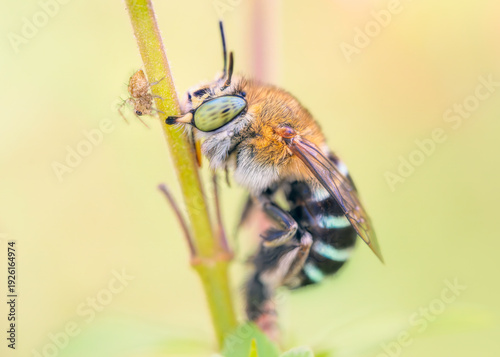 A female blue-banded bee (Amegilla sp.) gripping using its mandibles to a plant with a curious tiny spider sharing the stem, Australia