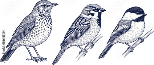 Set of Small Songbirds Vintage Engraving Style Illustrations