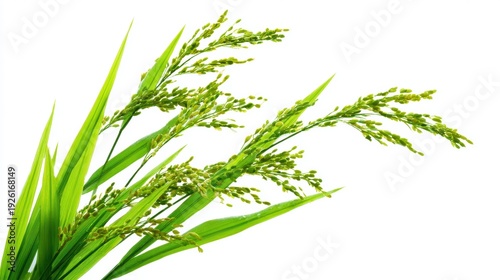 Wallpaper Mural Vibrant green rice plant with lush leaves and grains. Torontodigital.ca