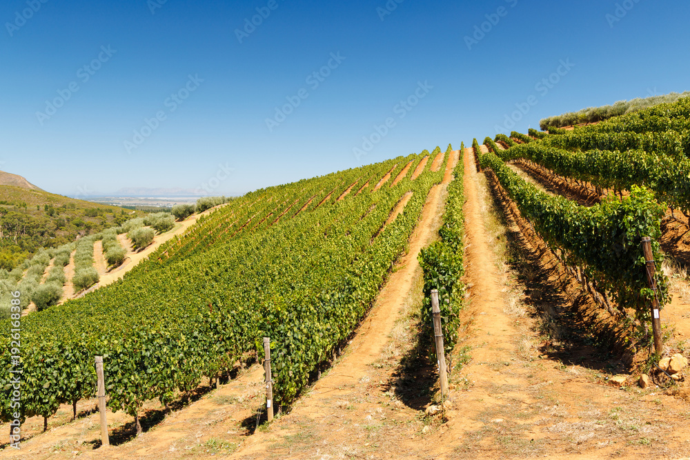 Fototapeta premium Sunlit vineyard rows in South Africa