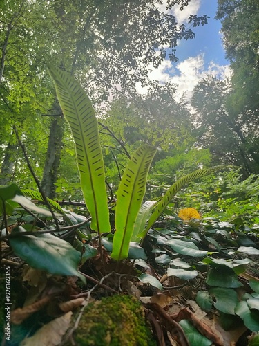 Sunlit fern in lush forest, vibrant nature background, green leaf wallpaper
