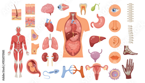 Anatomy human body illustration with internal organs and systems