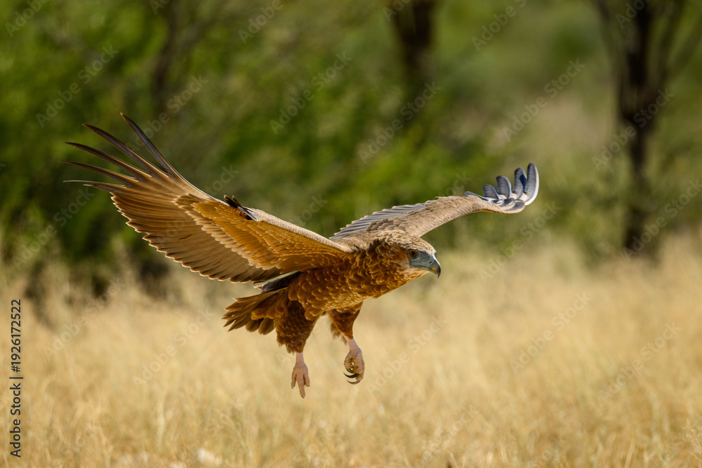 Fototapeta premium A juvenile bateleur eagle landing with trees and yellow grass in the background