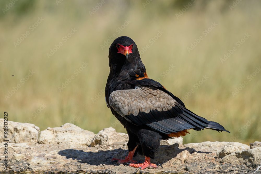 Obraz premium A male bateleur eagle at a waterhole