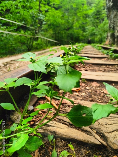 Wildflower on an Overgrown Forest Path, Resilience of Nature Background, Journey Wallpaper