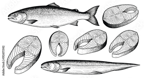 Vintage style black and white illustration set depicting fresh salmon fish and its popular steak cuts for culinary use.