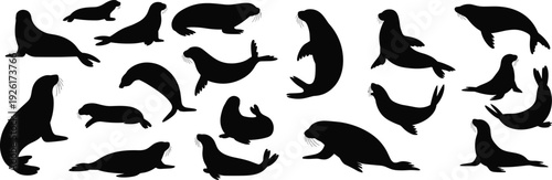 Collection of diverse seal silhouette illustrations showing marine animal poses, swimming, sitting, and lying positions for ocean design inspiration