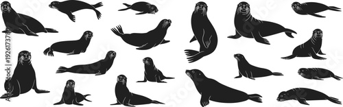 Collection of sea lion silhouette illustrations featuring marine animal poses, swimming, sitting, lying, and motion positions for ocean wildlife design inspiration