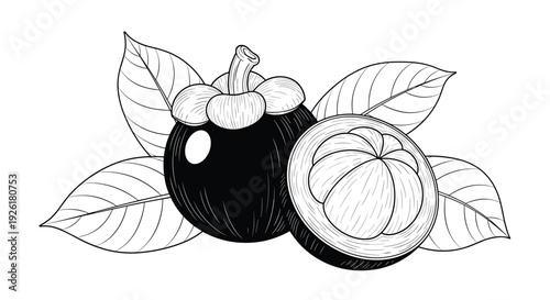 Detailed black and white engraving-style illustration of a whole mangosteen fruit and another cut in half, showing the flesh and leaves.
