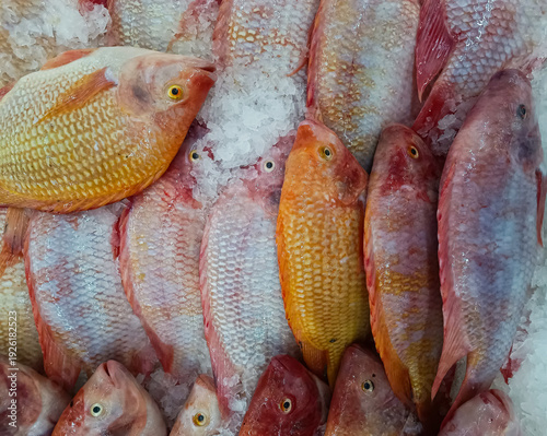 Red tilapia are kept on ice to maintain their freshness for sale in supermarkets.