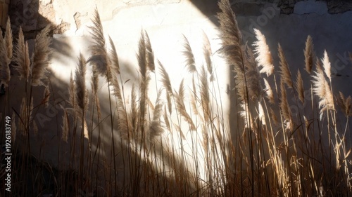 Field of tall grass with a sun shining on it. The sun casts a shadow on the grass, creating a beautiful and serene scene