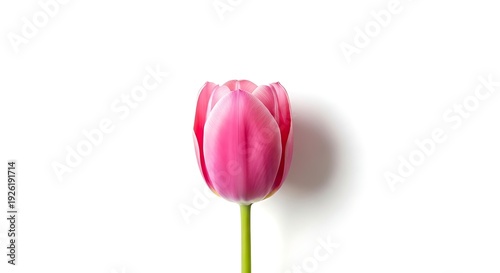 Single pink tulip with shadow on white background flower