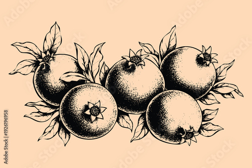 Engraving art of fresh Vintage pomegranate branch with ripe fruit for nature-themed design. Vintage botanical illustration of pomegranate. 