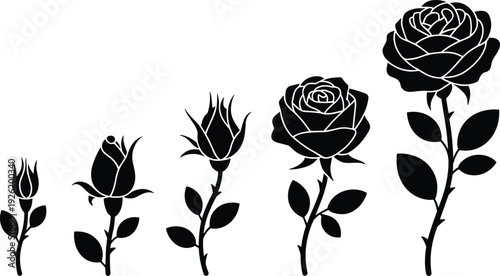 Rose blooming stages silhouette set, flower growth sequence from closed bud to full blossom, black botanical vector illustration isolated on white background