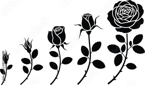 Rose growth stages silhouette collection, flower blooming sequence from bud to full blossom, black botanical vector illustration isolated on white background, nature concept