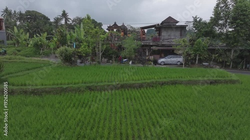 Wallpaper Mural A 4k drone shot tracking back over perfectly lined rice fields, spliced by a road busy with scooters Torontodigital.ca