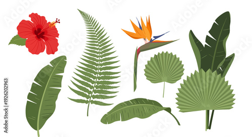 Colorful tropical plants and flowers hibiscus bird of paradise fern banana and fan palm leaves.
