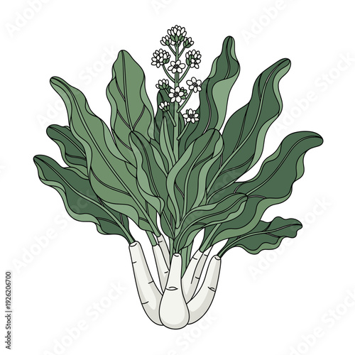Hand drawn illustration of a flowering wasabi plant. Isolated transparent background ( include cut-out PNG file )