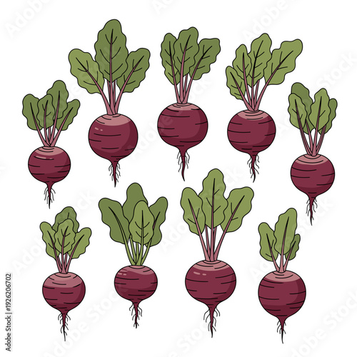 Hand drawn illustration of several whole red beets. Isolated transparent background ( include cut-out PNG file )