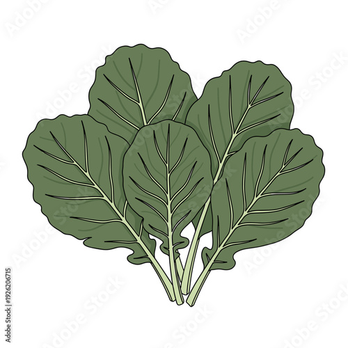 A simple drawing of five green kale leaves with visible veins and short stems. Isolated transparent background ( include cut-out PNG file )