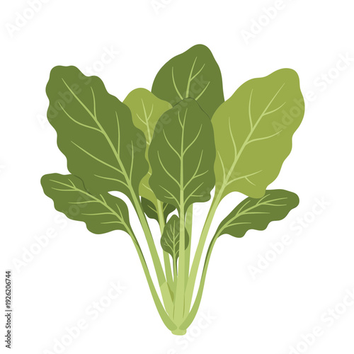 A bunch of fresh green spinach leaves grows upward from a central light green base. Isolated transparent background ( include cut-out PNG file ).