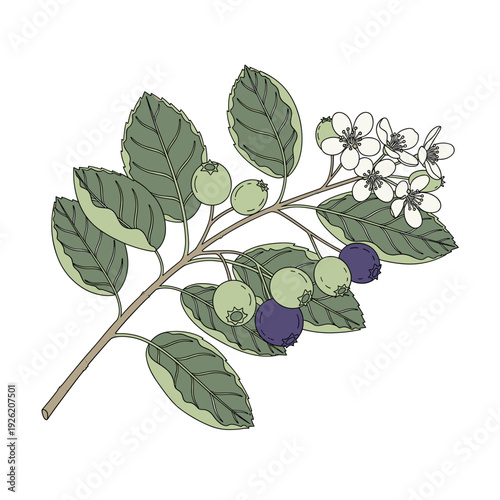 Blueberry branch with green leaves white flowers and ripening berries on isolated transparent background ( include cut-out PNG file )