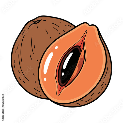 brown sapodilla fruit whole and halved with orange flesh and large black seed inside.Isolated transparent background ( include cut-out PNG file )