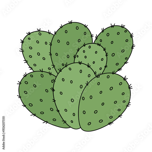 Green prickly pear cactus pads with small spikes grow together on a plain white background. Isolated transparent background ( include cut-out PNG file ).