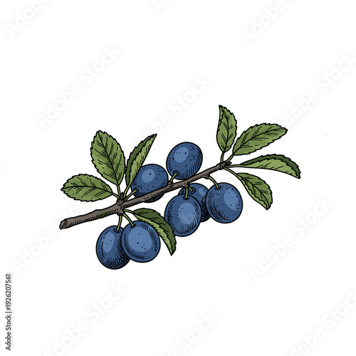 Small blue sloes grow on a woody branch with green leaves against white. Isolated transparent background ( include cut-out PNG file ).
