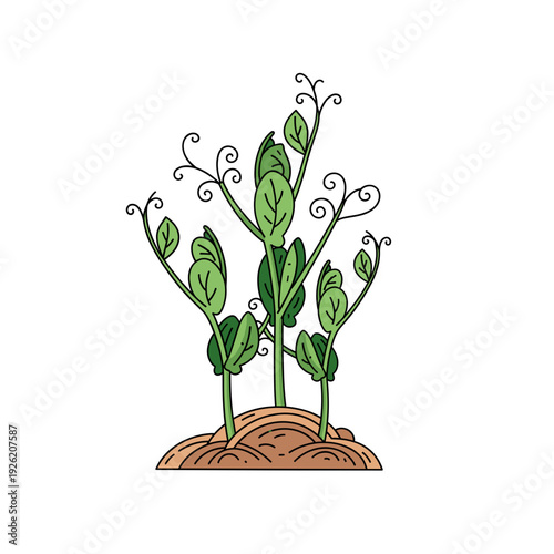 Young green pea sprouts with curly tendrils growing from soil Isolated transparent background ( include cut-out PNG file )