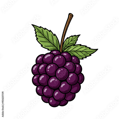Purple blackberry illustration with a brown stem and green leaves Isolated transparent background ( include cut-out PNG file )