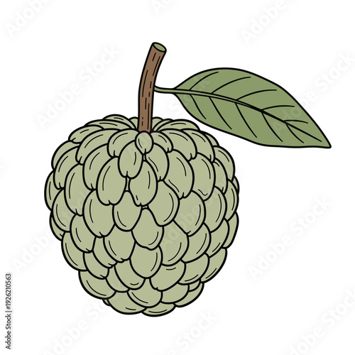 Single custard apple fruit with green bumpy skin and leaf Isolated transparent background ( include cut-out PNG file )