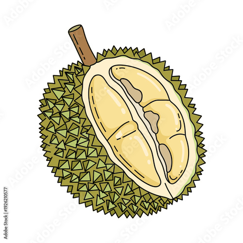 Spiky green durian fruit sliced open to reveal creamy yellow segments Isolated transparent background ( include cut-out PNG file )