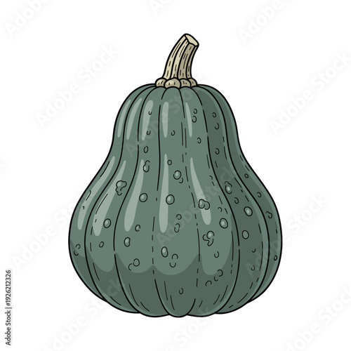 A textured dark green squash with a pale stem on isolated transparent background ( include cut-out PNG file )