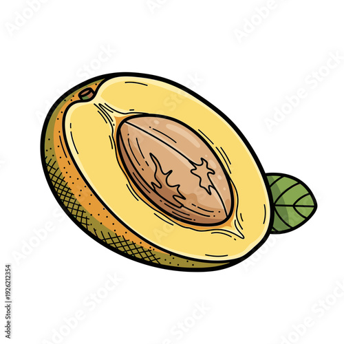 sapodilla fruit half with yellow flesh and large brown seed Isolated transparent background ( include cut-out PNG file )