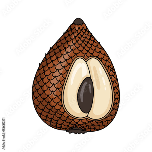 brown salak snake fruit with scaly skin and pale inner flesh Isolated transparent background ( include cut-out PNG file )