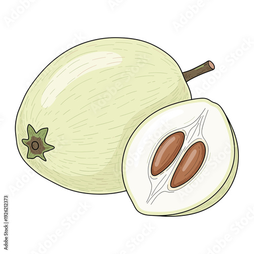 pale green sapodilla fruit whole and halved with brown seeds Isolated transparent background ( include cut-out PNG file )