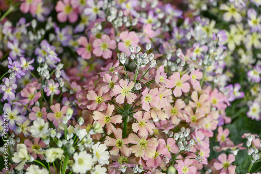 Obraz premium プリムラ・マラコイデス「ウィンティー」 Primula malacoides 'Winty'