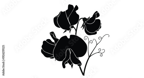 Elegant black silhouette of sweet pea flowers on a white background