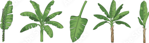 Banana plant, tropical leaves, agriculture vector, botanical clipart, green foliage, nature design, farming illustration, exotic plant symbol, garden graphic, tropical icon