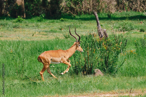 Canvas Print Wild impala with beautiful horns in natural grassland environment