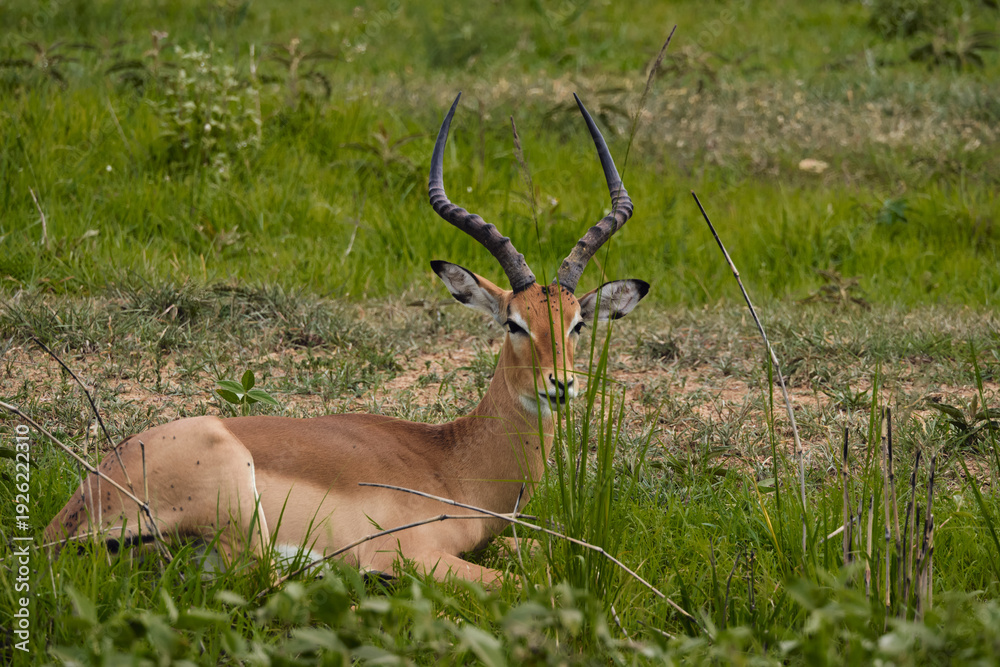 Obraz premium Wild impala with beautiful horns in natural grassland environment
