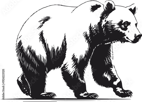 Bear side walking contour illustration, natural body proportion, thin consistent stroke, no texture