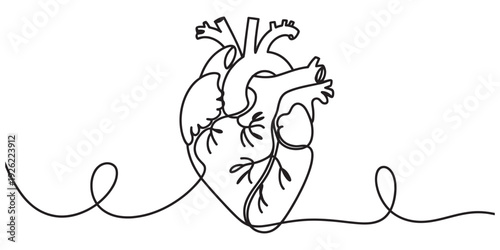Minimalist continuous one line drawing of a human anatomical heart on white background Vector, illustration