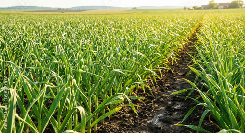 Rows of young garlic plants growing in a vast field under the warm sun