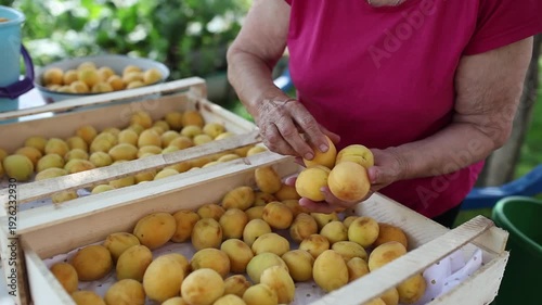Senior woman carefully sorting apricots freshly picked apricots into wooden crates. Close-up of hands and ripe yellow-orange fruit in natural outdoor setting. Homegrown quality and rural lifestyle.