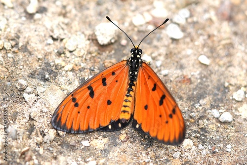 Close up of a Tawny Coster butterfly (Acraea terpsicore) perched on the ground