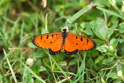 Close up of a Tawny Coster butterfly (Acraea terpsicore) perched on the grass