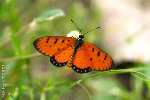 Close up of a Tawny Coster butterfly (Acraea terpsicore) perched on the grass