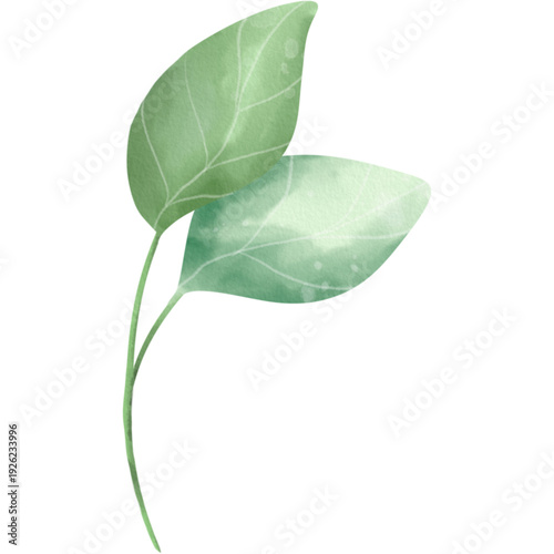 A fresh green leaf and organic plant isolated on a white background showcase macro details of spring foliage and natural growth in this closeup of flora
